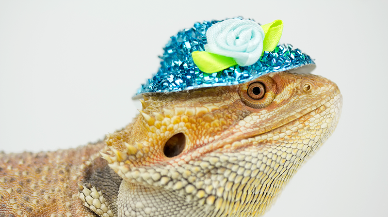 Yellow lizard wearing sparkly hat